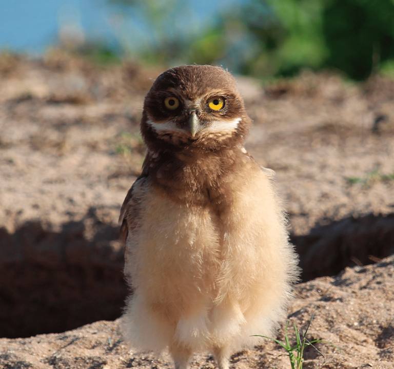 Confira o Plano de Ação para a Biodiversidade da GNA<br>